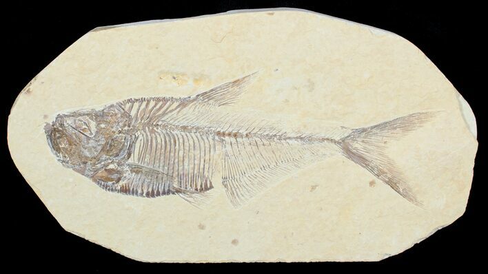 Detailed Diplomystus Fossil Fish #3783